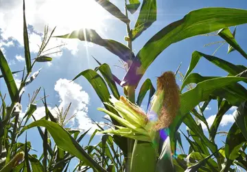 Pesquisa e adoção de tecnologias impulsionaram salto na produção no milho safrinha em MS